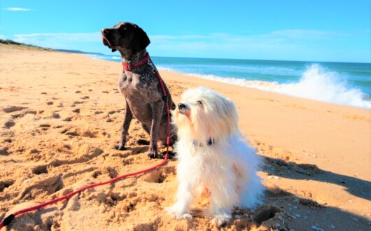 Image of dogs on the beach