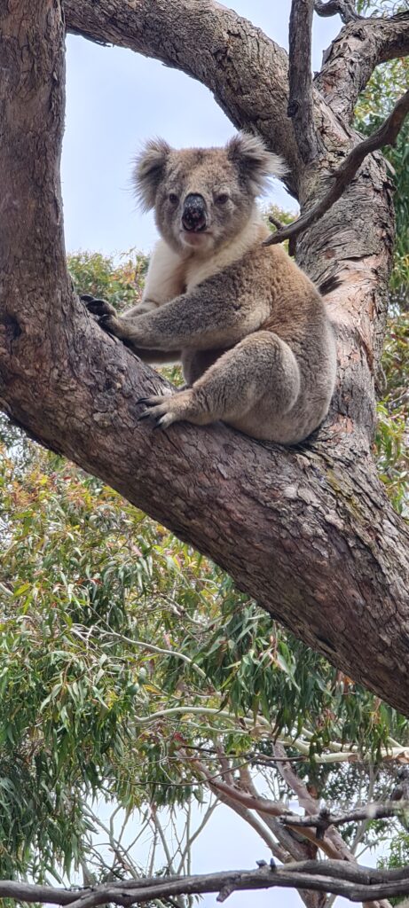 raymond island koala