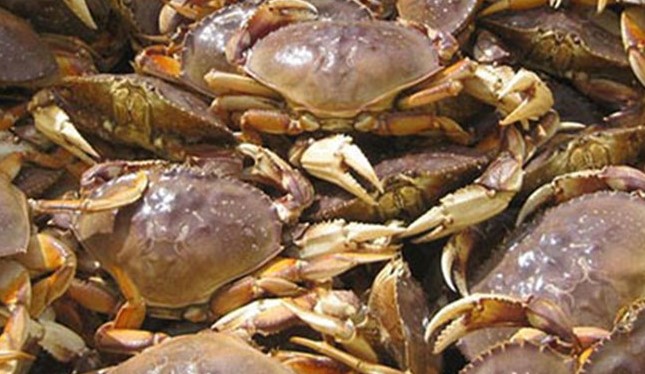 close up picture of many crabs
