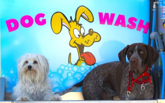 Image of 2 dogs in our onsite dog wash facility.